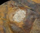 Unidentified Fossil Fruit From North Dakota - Paleocene #65837-1